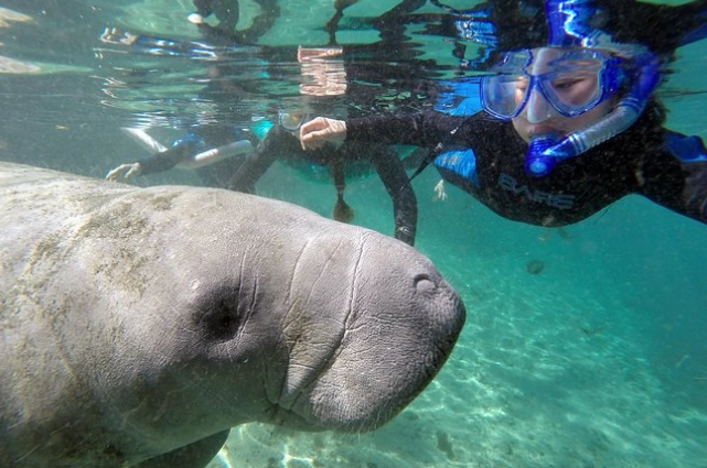 Crystal River manatees
