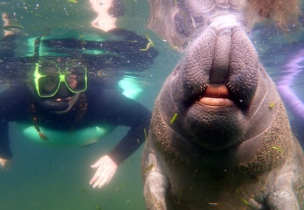 Crystal River manatees