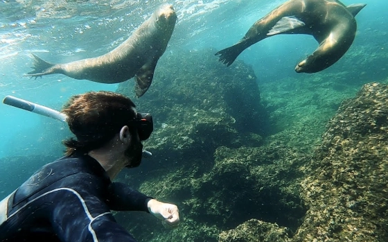 sea lion snorkeling tours