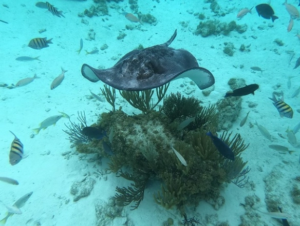 stingray snorkeling tours stingray snorkeling tours