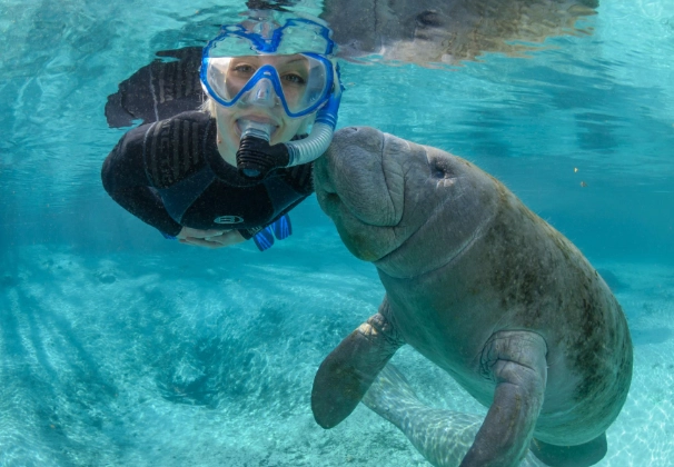 swim with manatees Florida
