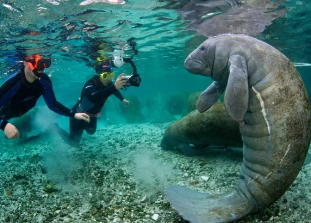 manatee snorkeling tours