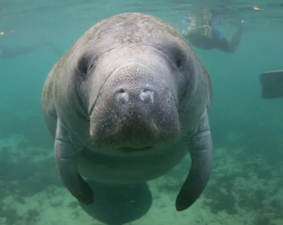 manatee snorkeling tours