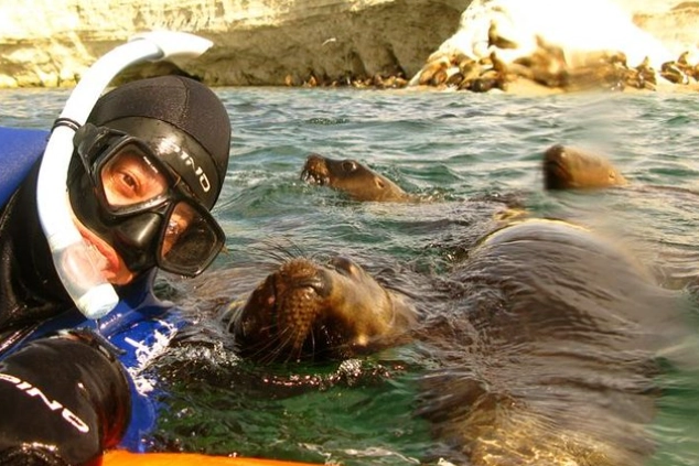 swimming with sea lions