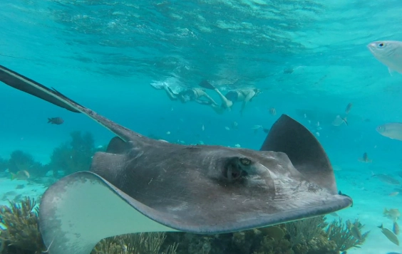 swim with stingrays swim with stingrays