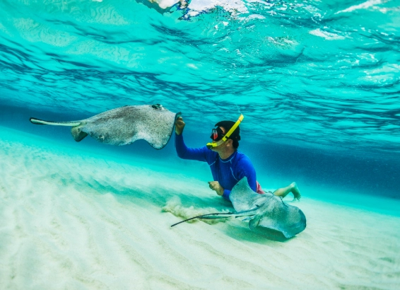 stingray snorkeling tours stingray snorkeling tours