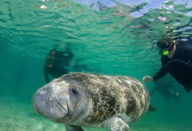swim with manatees Florida