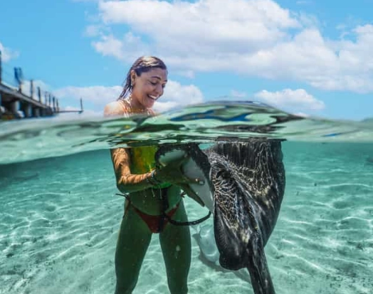 swim with stingrays swim with stingrays