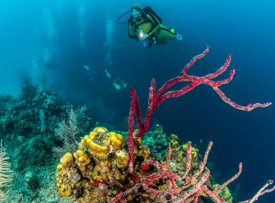 Great Blue Hole snorkeling