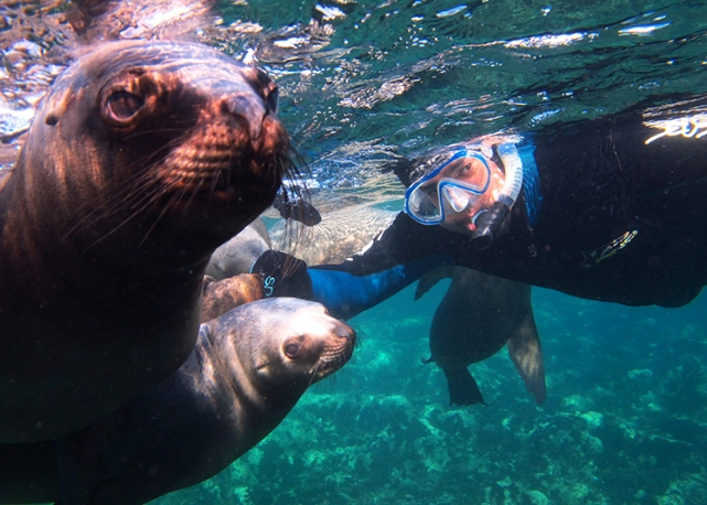 where to snorkel with sea lions