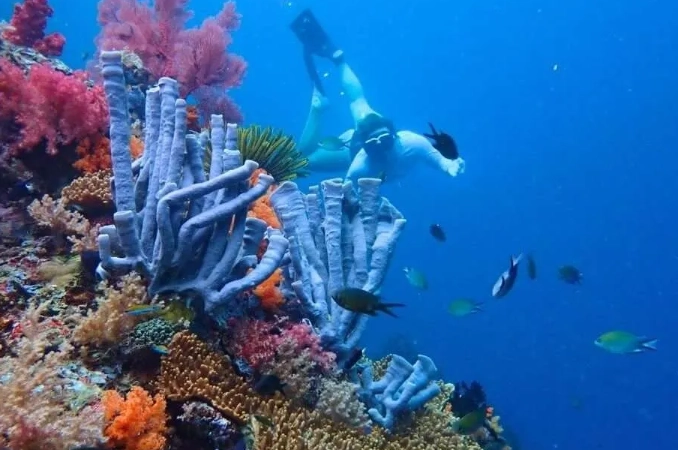 raja ampat snorkeling trip