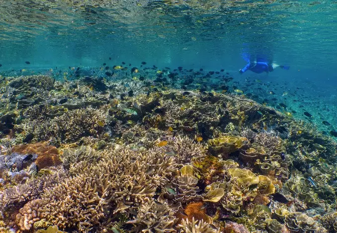 Komodo snorkeling guide