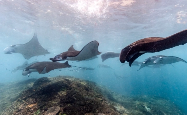 Komodo Island snorkeling