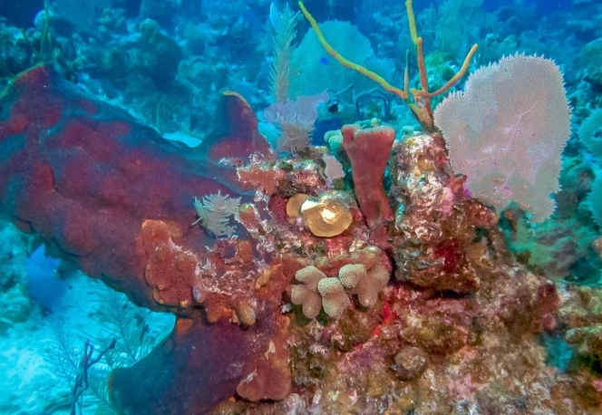 Smith's Reef Turks and Caicos