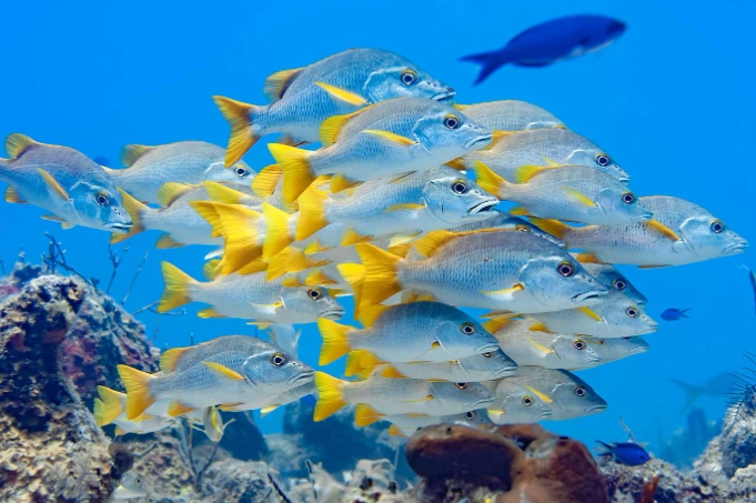 Turks and Caicos snorkeling spots