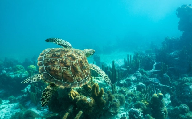 Grace Bay snorkeling