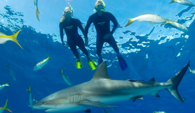 Bahamas snorkeling