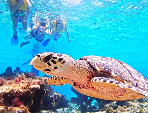 best snorkeling spots Cozumel