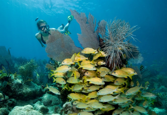 Florida Keys snorkeling