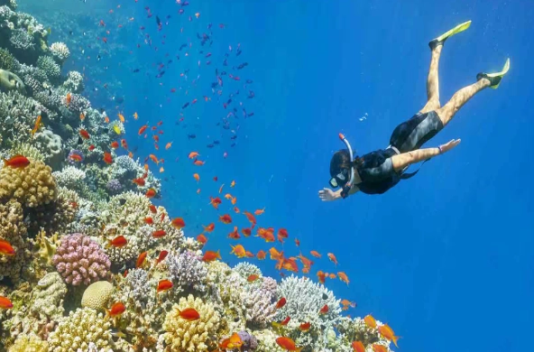 best snorkeling spots red sea egypt
