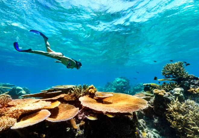 Fiji snorkeling tours Fiji snorkeling tours