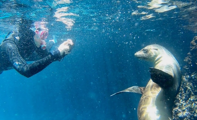 Galapagos marine life snorkeling