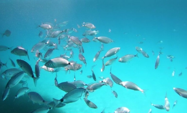 responsible snorkeling