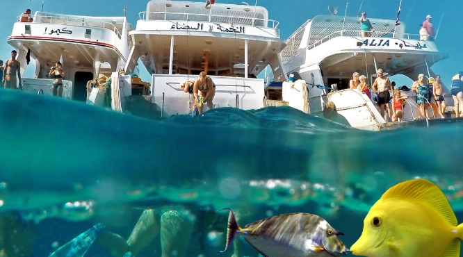 best snorkeling spots red sea egypt