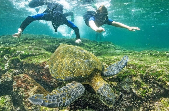 Galapagos snorkeling tours