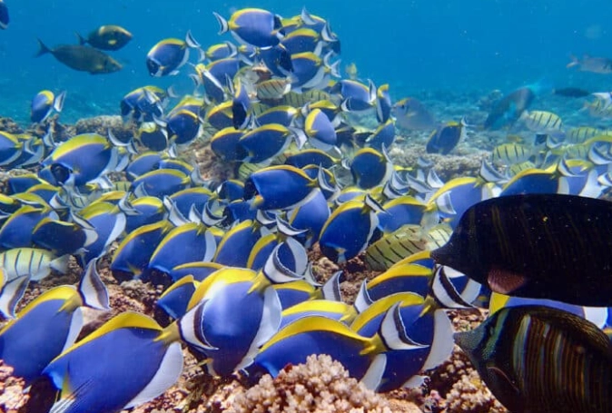 Seychelles snorkeling