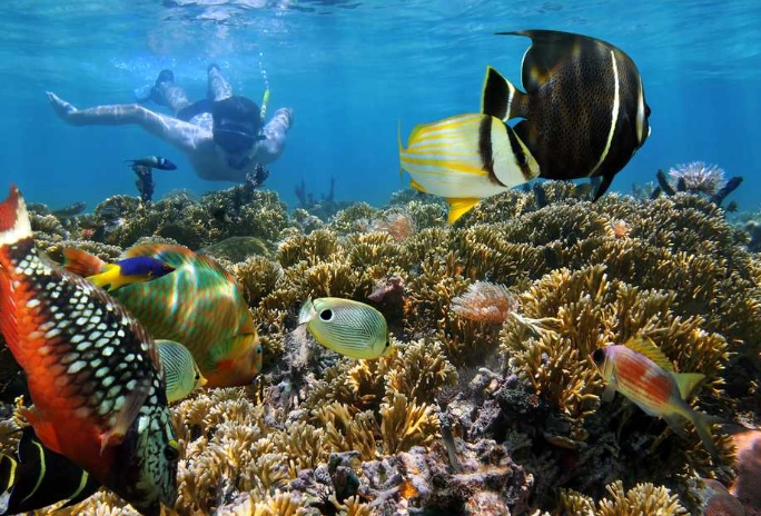 best snorkeling Seychelles