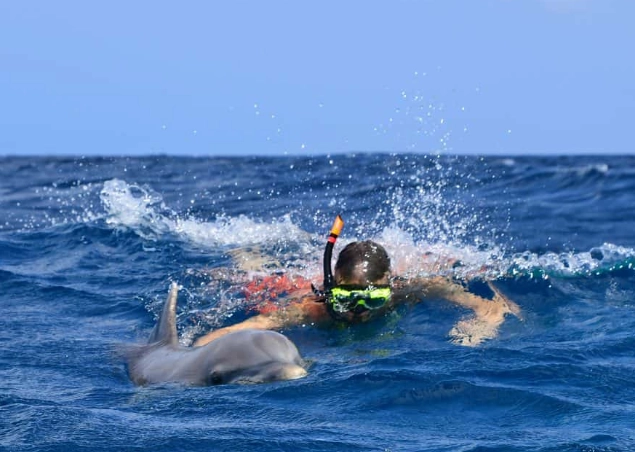 best places to snorkel with dolphins