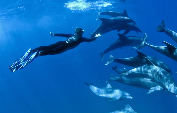 dolphin snorkeling tours