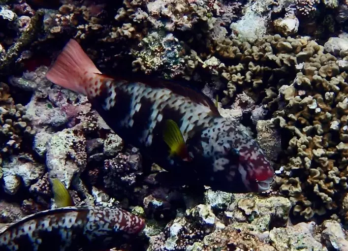 coral reef identification guide