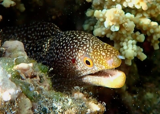 marine life identification snorkeling