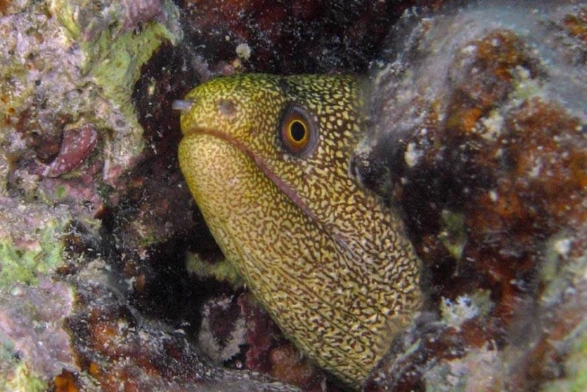 snorkeling fish identification