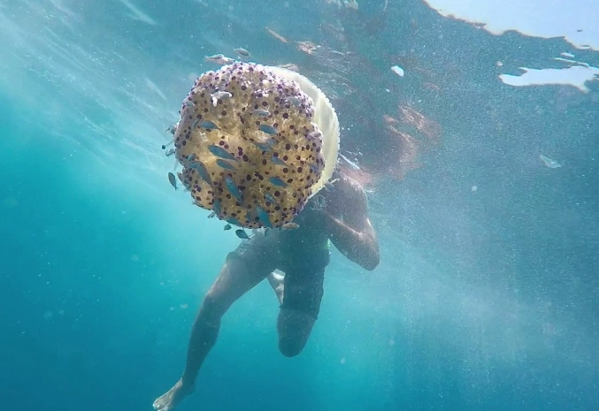 jellyfish snorkeling safety