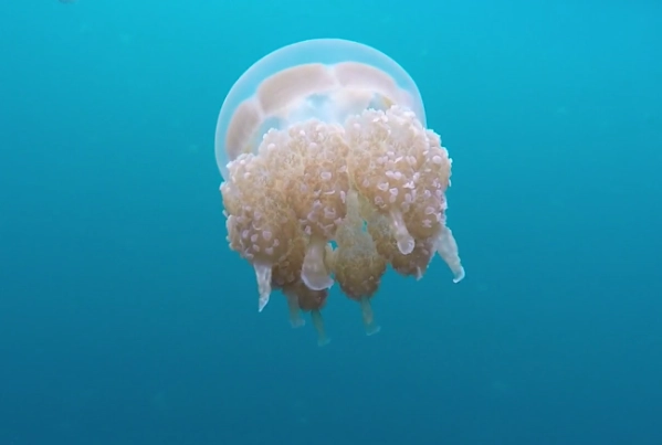 jellyfish sting protection