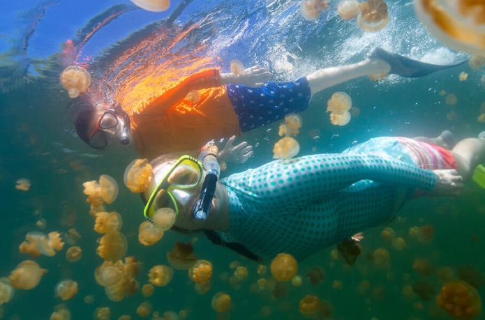 best places to snorkel with jellyfish