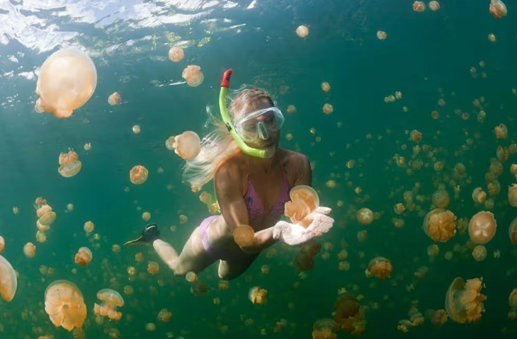 jellyfish snorkeling safety
