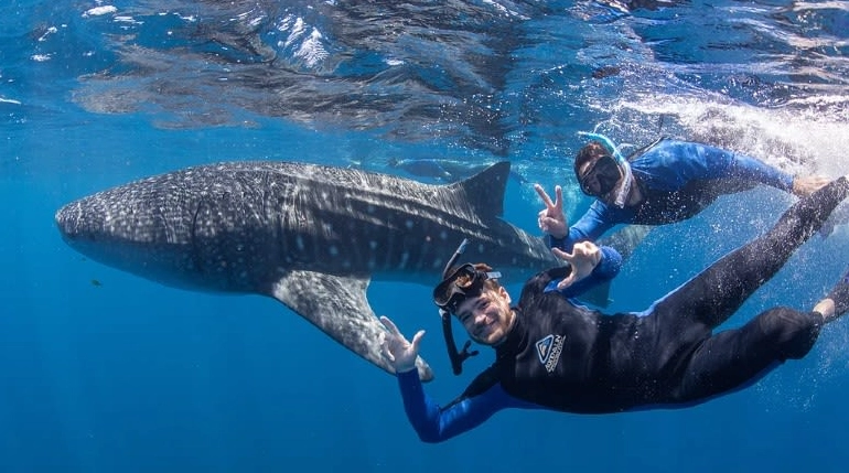 where to snorkel with whale sharks