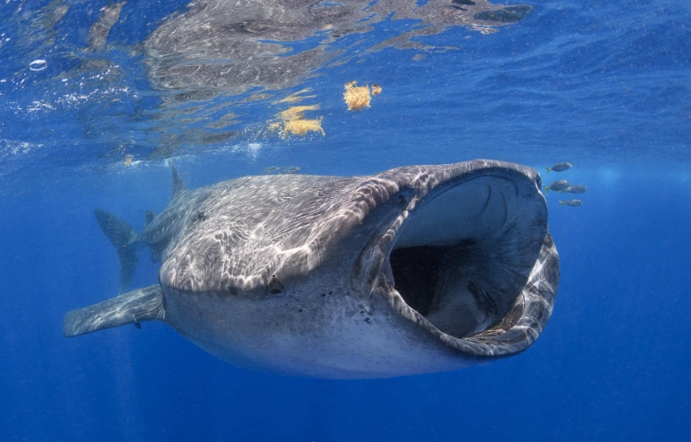where to snorkel with whale sharks