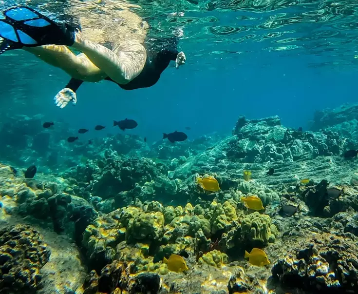 coral reef conservation