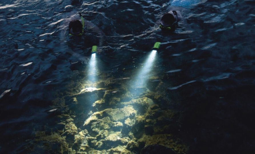 night snorkeling for beginners