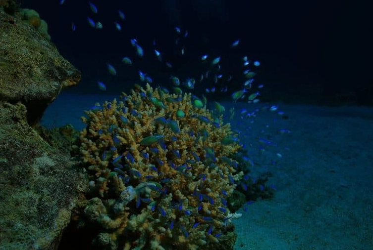 beginner night snorkeling tips